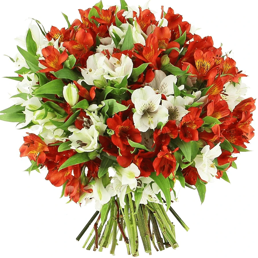 Альстромерии